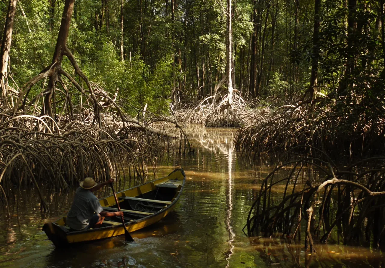 Canoas em um canal cercado por vegetação de mangue