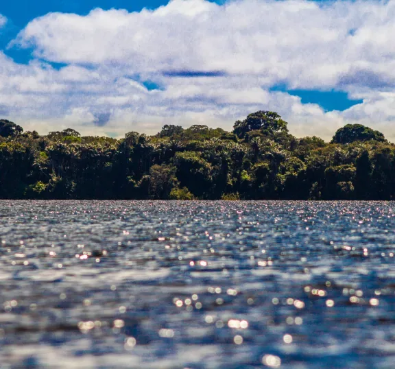 Rio e vegetação em uma paisagem natural
